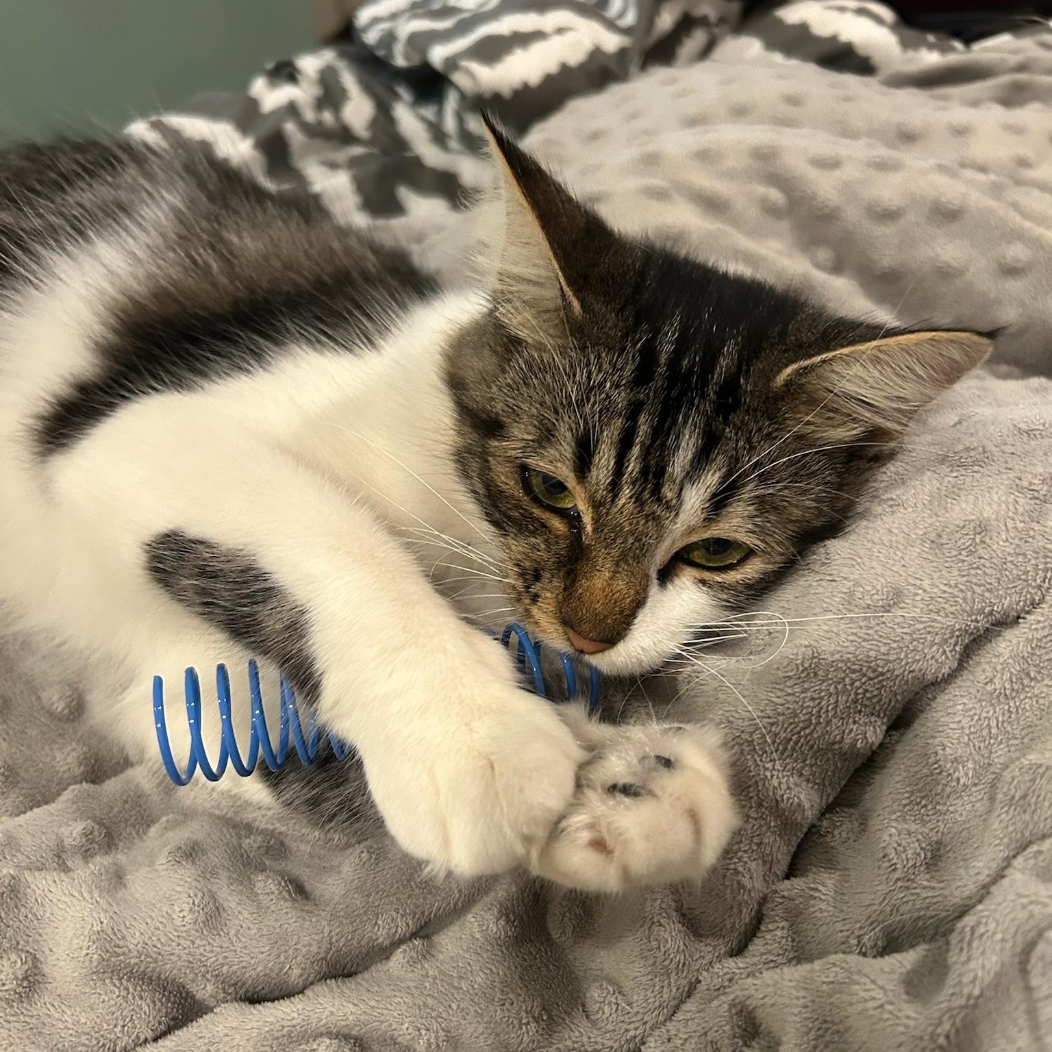 Enlarge Virginia, an adopted Domestic Short Hair in Los Angeles, CA image 5/6