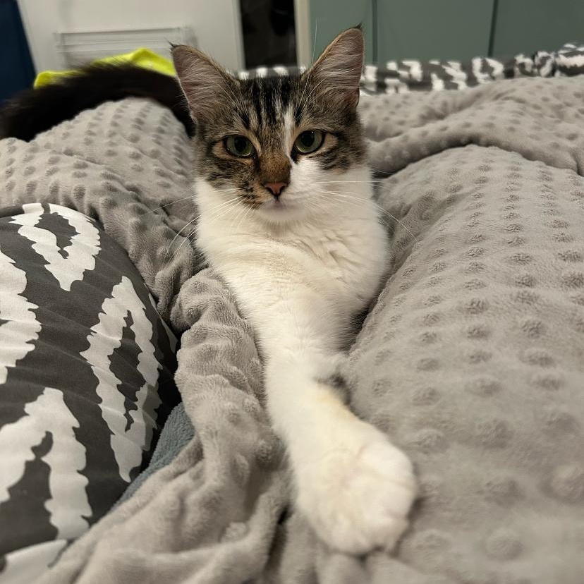 Enlarge Virginia, an adopted Domestic Short Hair in Los Angeles, CA image 4/6