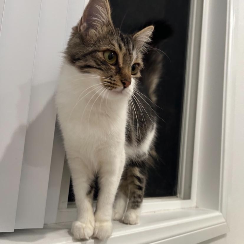 Enlarge Virginia, an adopted Domestic Short Hair in Los Angeles, CA image 3/6