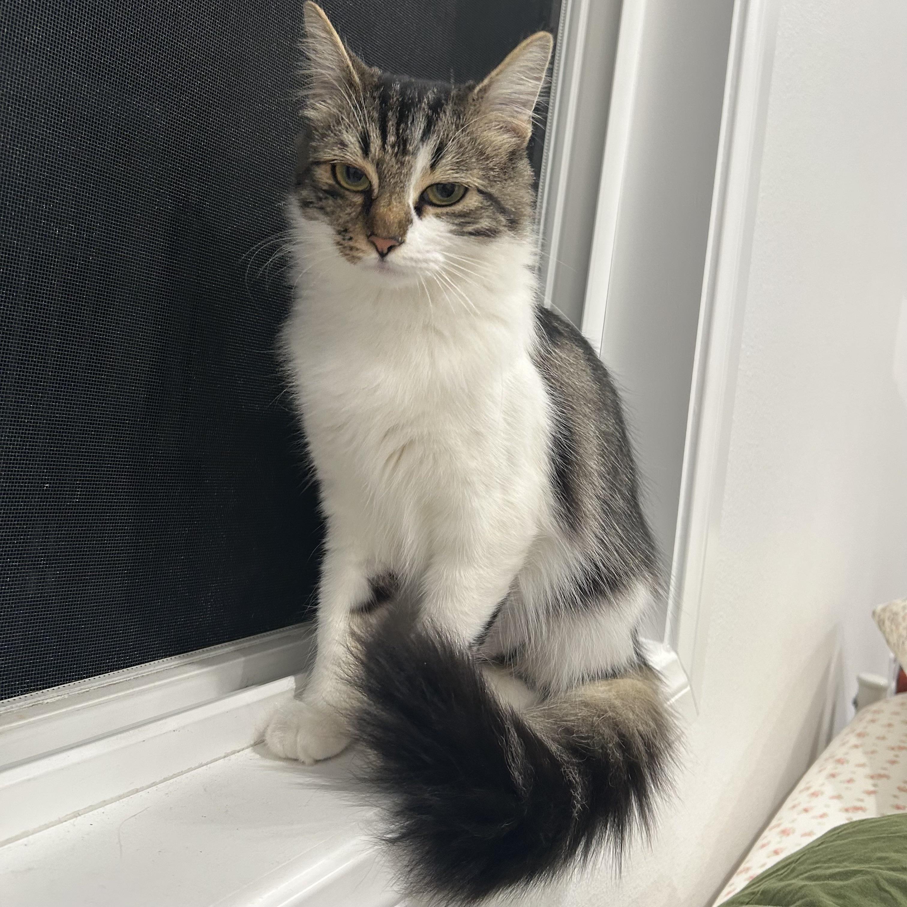 Enlarge Virginia, an adopted Domestic Short Hair in Los Angeles, CA image 6/6