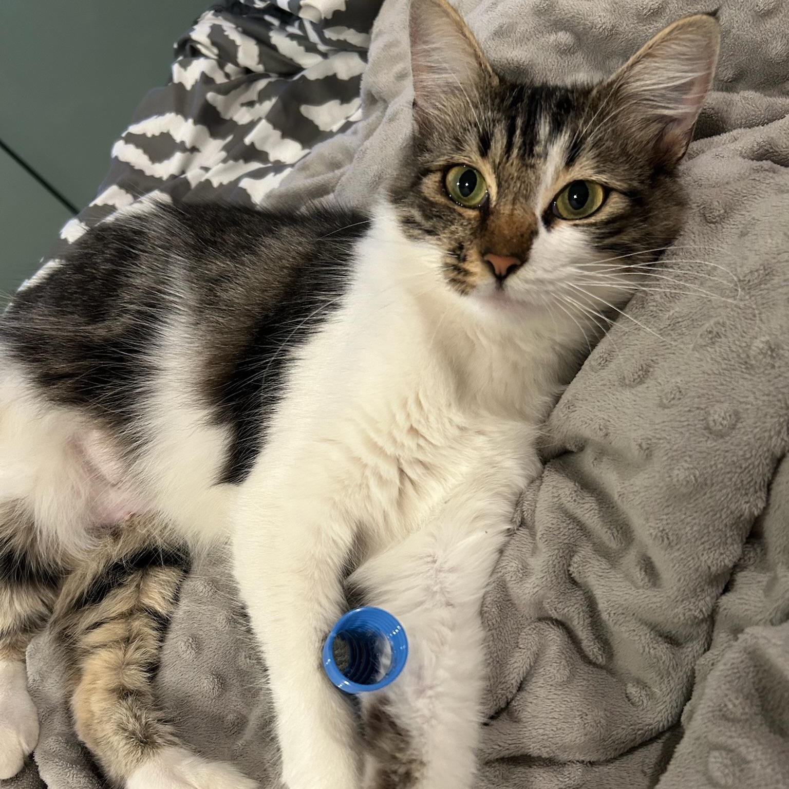 Enlarge Virginia, an adopted Domestic Short Hair in Los Angeles, CA image 2/6