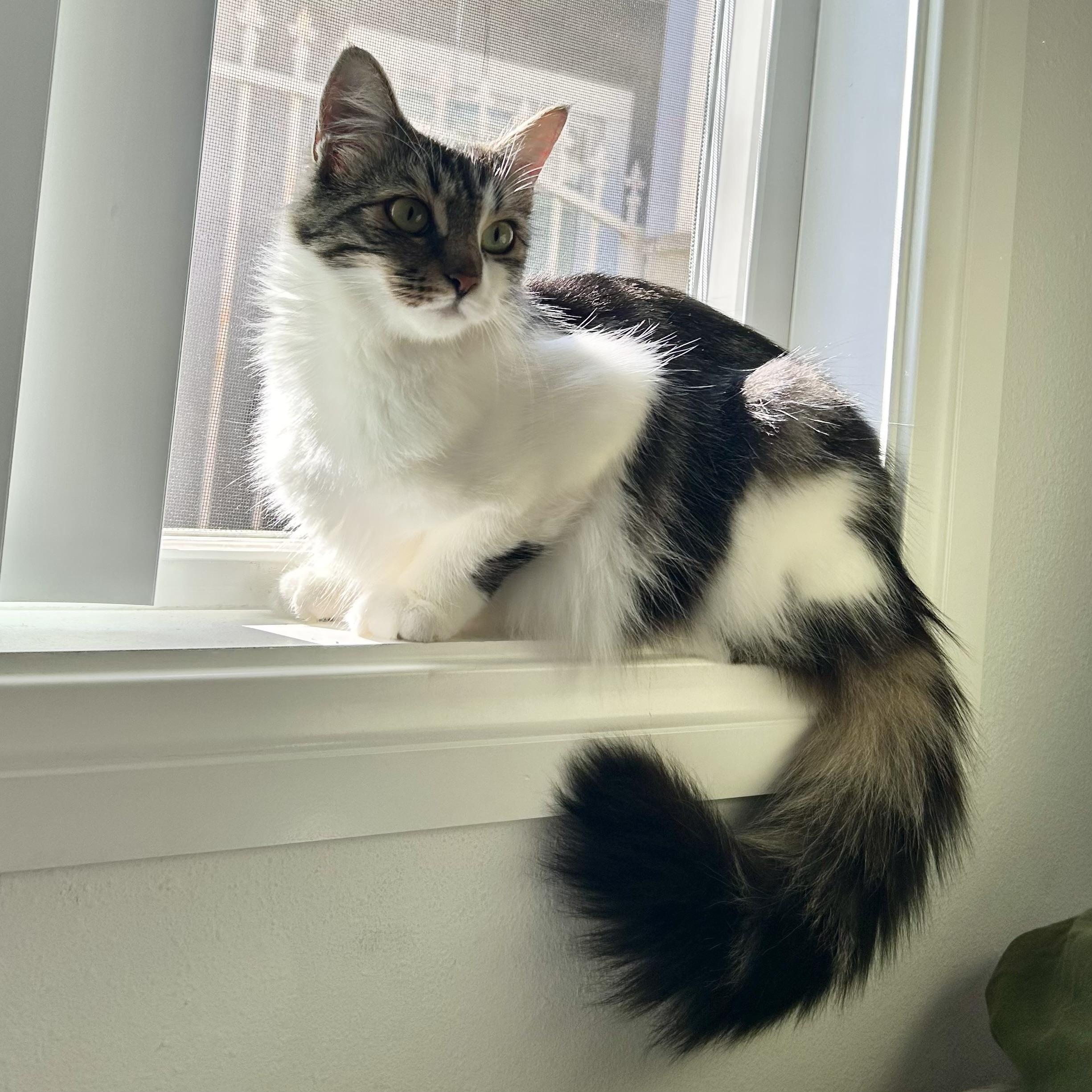 Enlarge Virginia, an adopted Domestic Short Hair in Los Angeles, CA image 1/6