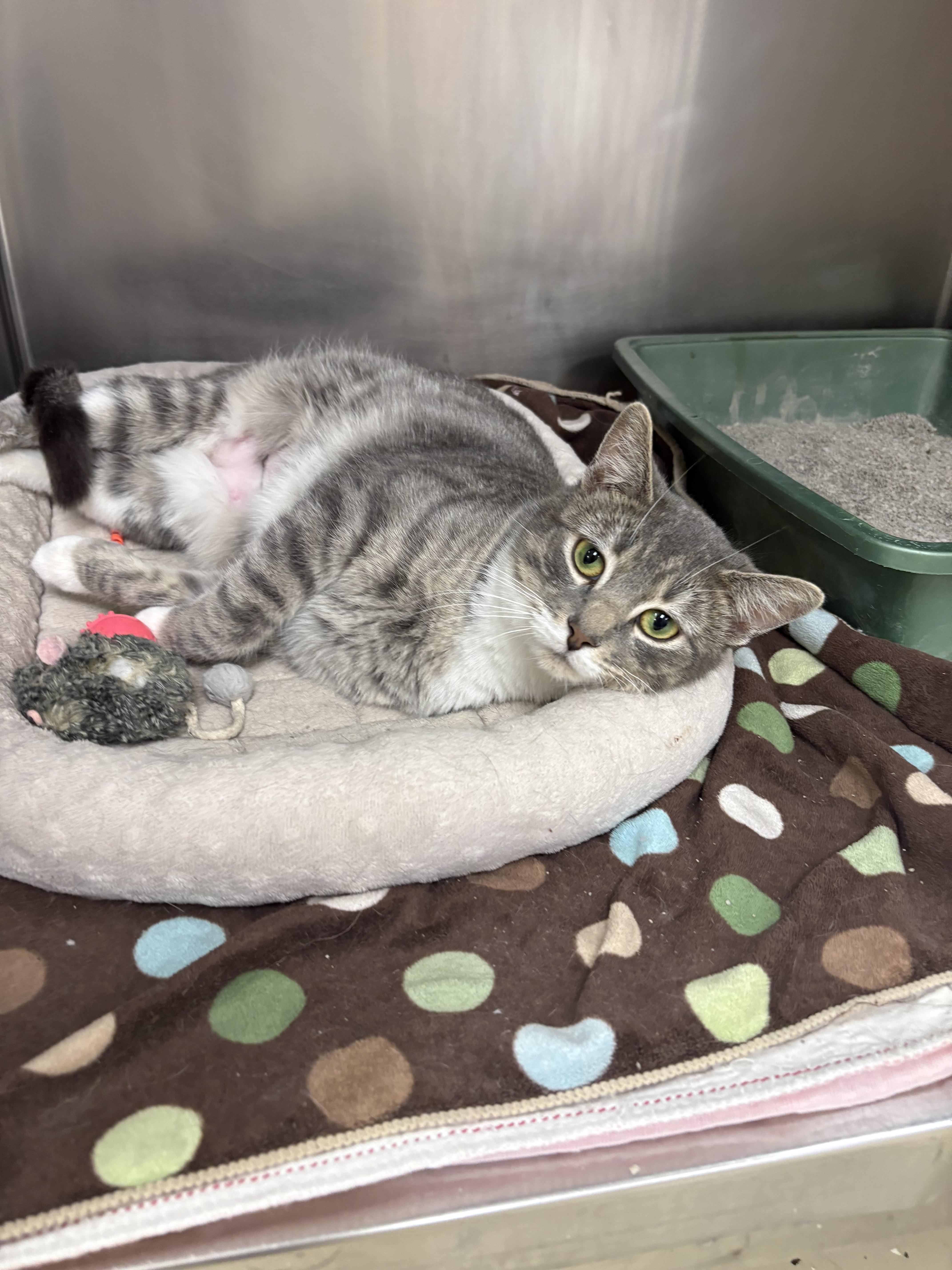 Blinky, ADOPTABLE, Adult Female Domestic Short Hair & Tabby.