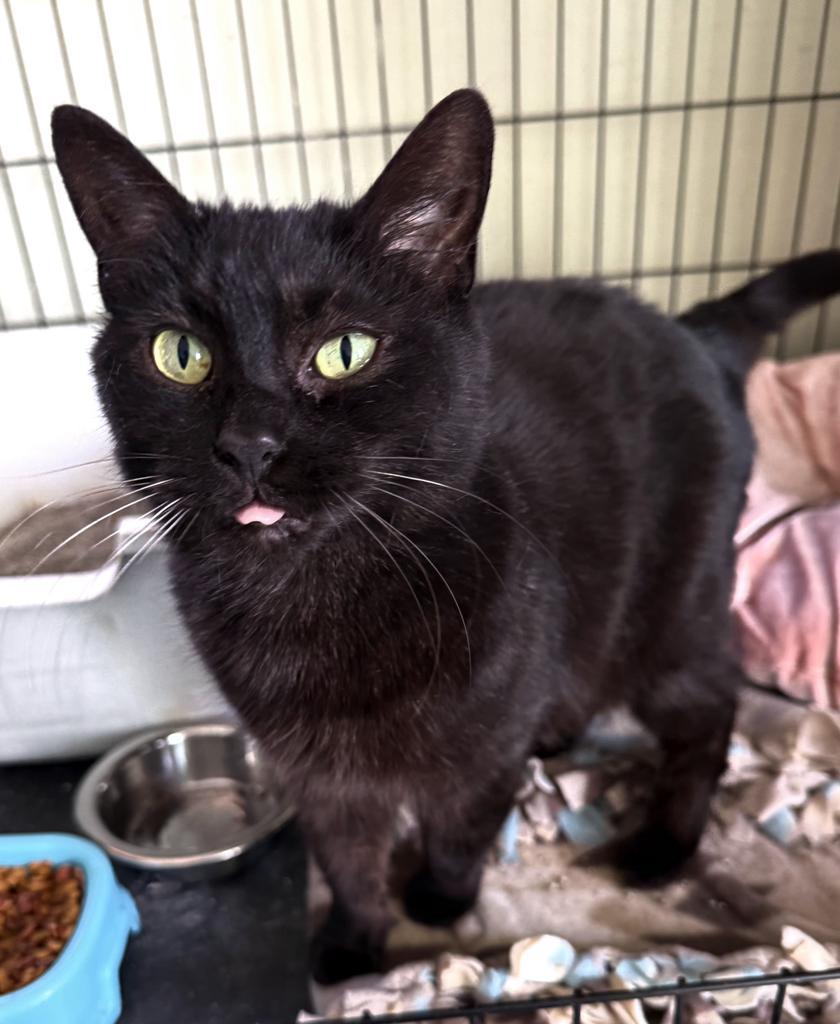 Peg Bundy, Adoptable, Young Female Domestic Short Hair.