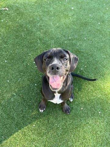 Enlarge G Dog, a Adoptable mixed breed in Gallatin, TN image 1/5