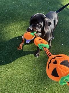 Enlarge G Dog, a Adoptable mixed breed in Gallatin, TN image 2/5