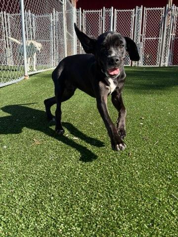 Enlarge G Dog, a Adoptable mixed breed in Gallatin, TN image 3/5