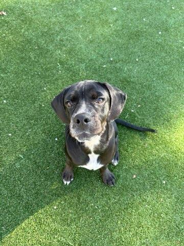 Enlarge G Dog, a Adoptable mixed breed in Gallatin, TN image 4/5