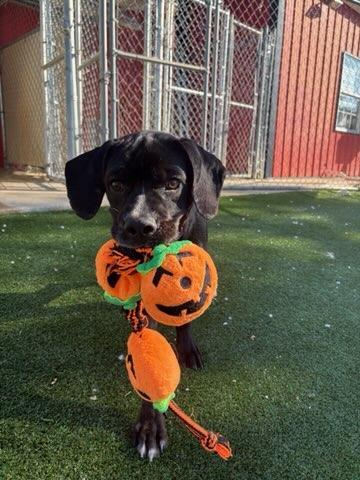 Enlarge G Dog, a Adoptable mixed breed in Gallatin, TN image 5/5