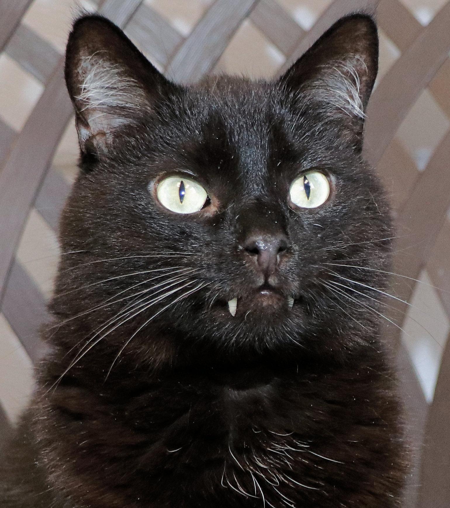 Sailor, a ADOPTABLE Domestic Short Hair in Cincinnati, OH image 1/3