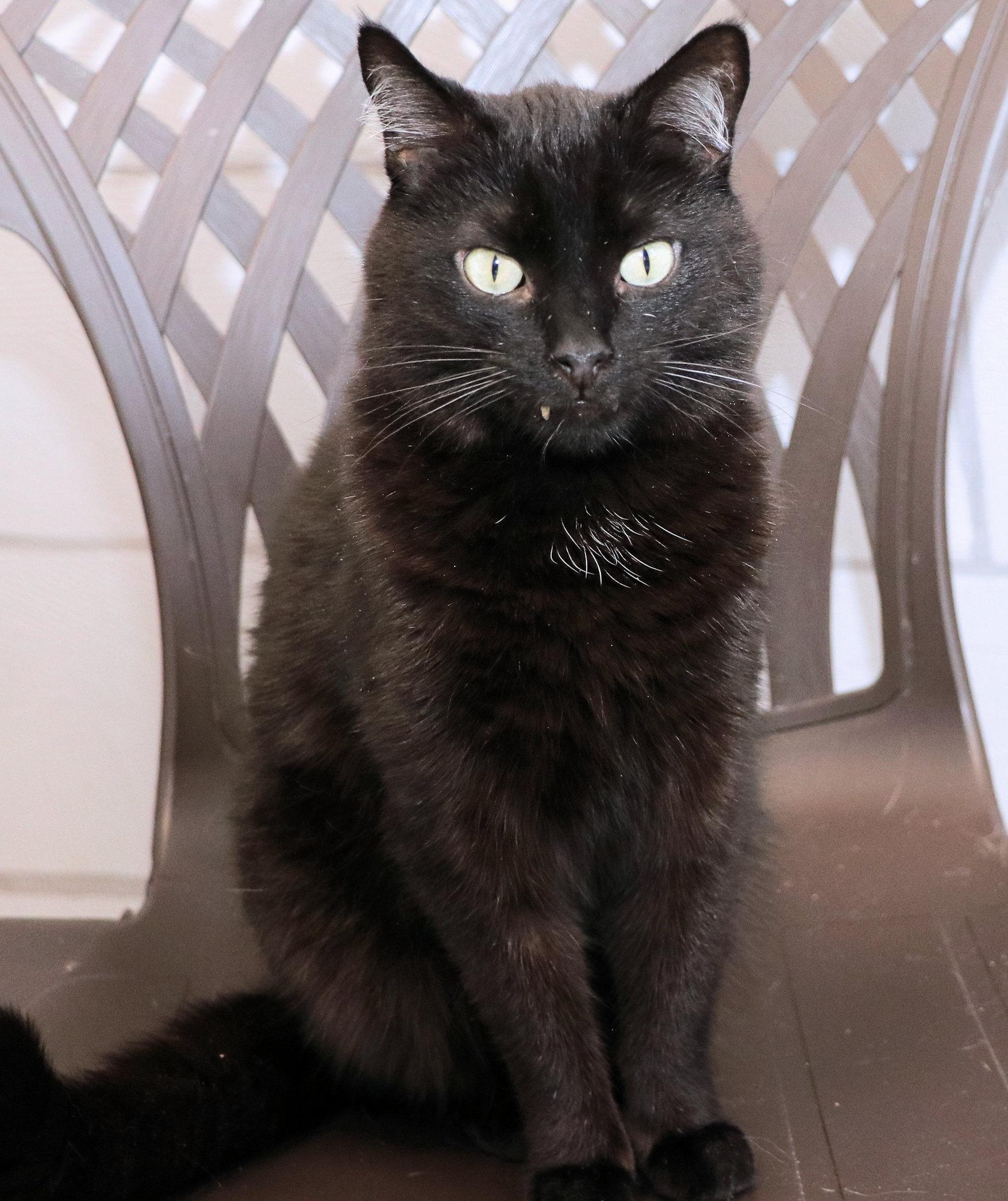 Sailor, a ADOPTABLE Domestic Short Hair in Cincinnati, OH image 2/3