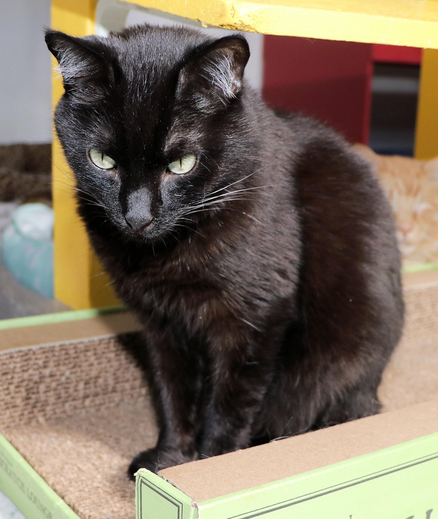 Sailor, a ADOPTABLE Domestic Short Hair in Cincinnati, OH image 3/3