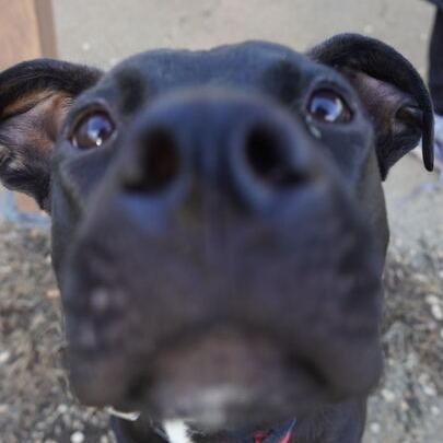 Enlarge Caesar, a Adoptable mixed breed in Fairfax Station, VA image 1/6