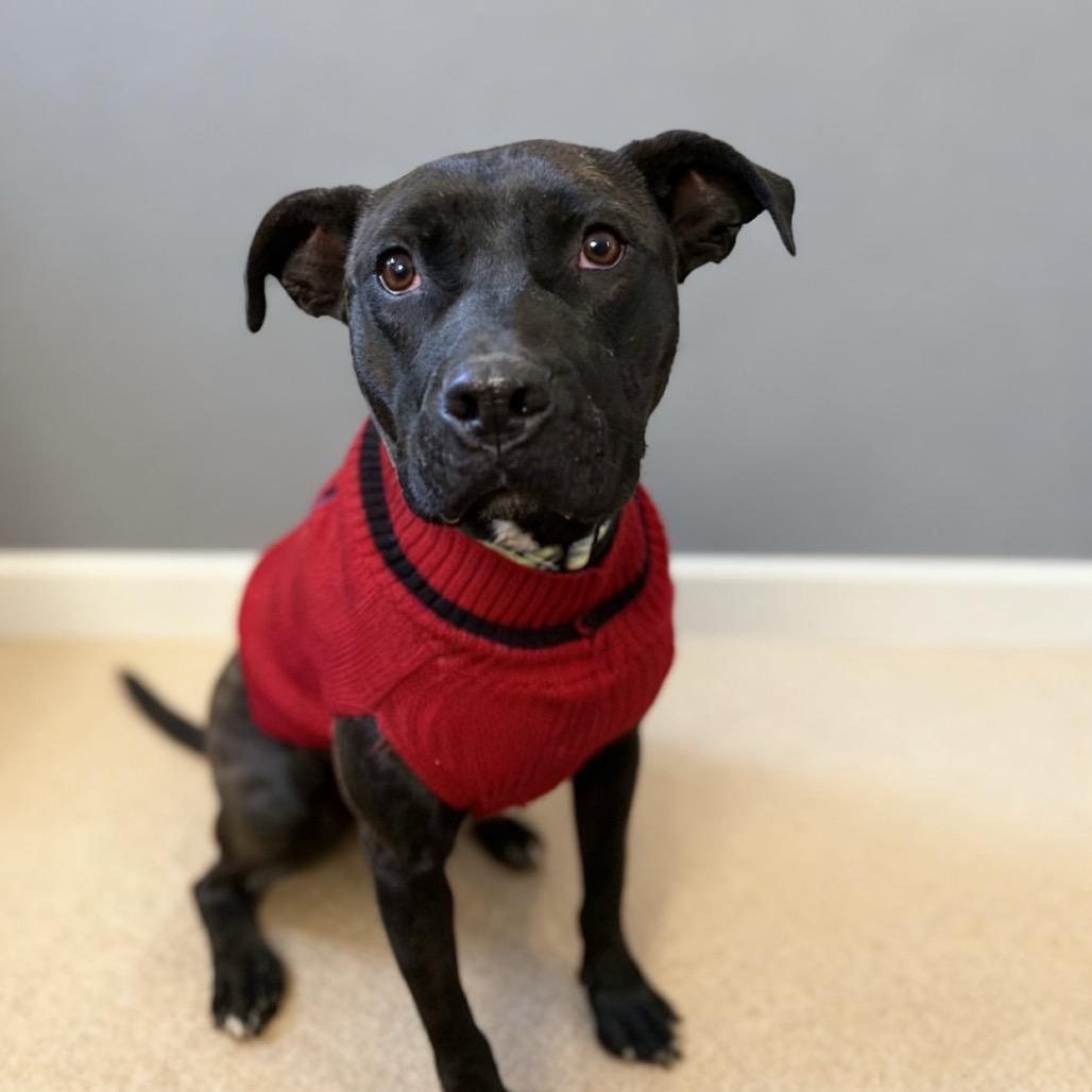 Enlarge Caesar, a Adoptable mixed breed in Fairfax Station, VA image 2/6