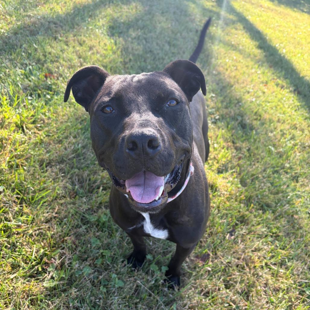 Enlarge Caesar, a Adoptable mixed breed in Fairfax Station, VA image 2/6
