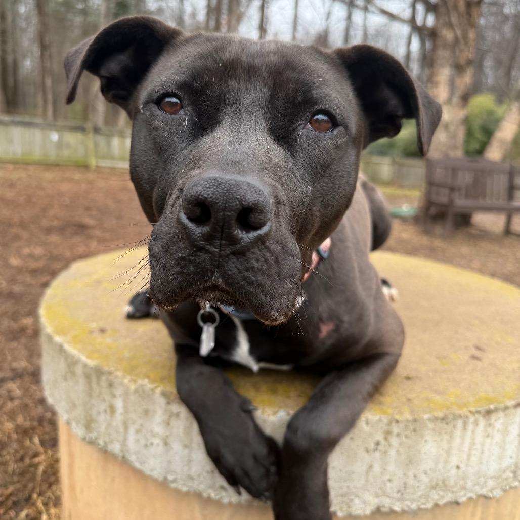 Enlarge Caesar, a Adoptable mixed breed in Fairfax Station, VA image 1/6