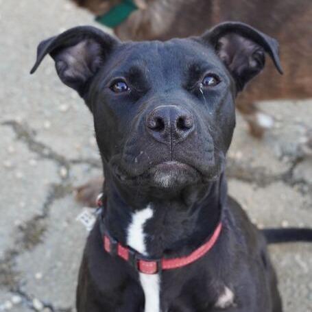 Enlarge Caesar, a Adoptable mixed breed in Fairfax Station, VA image 3/6