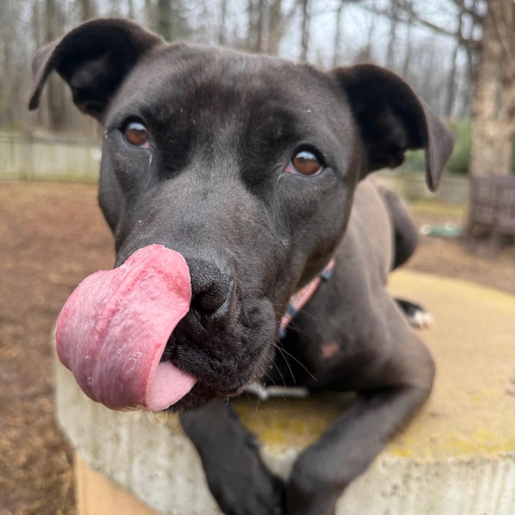Caesar, Adoptable, Adult Male Black Labrador Retriever & Mixed Breed.