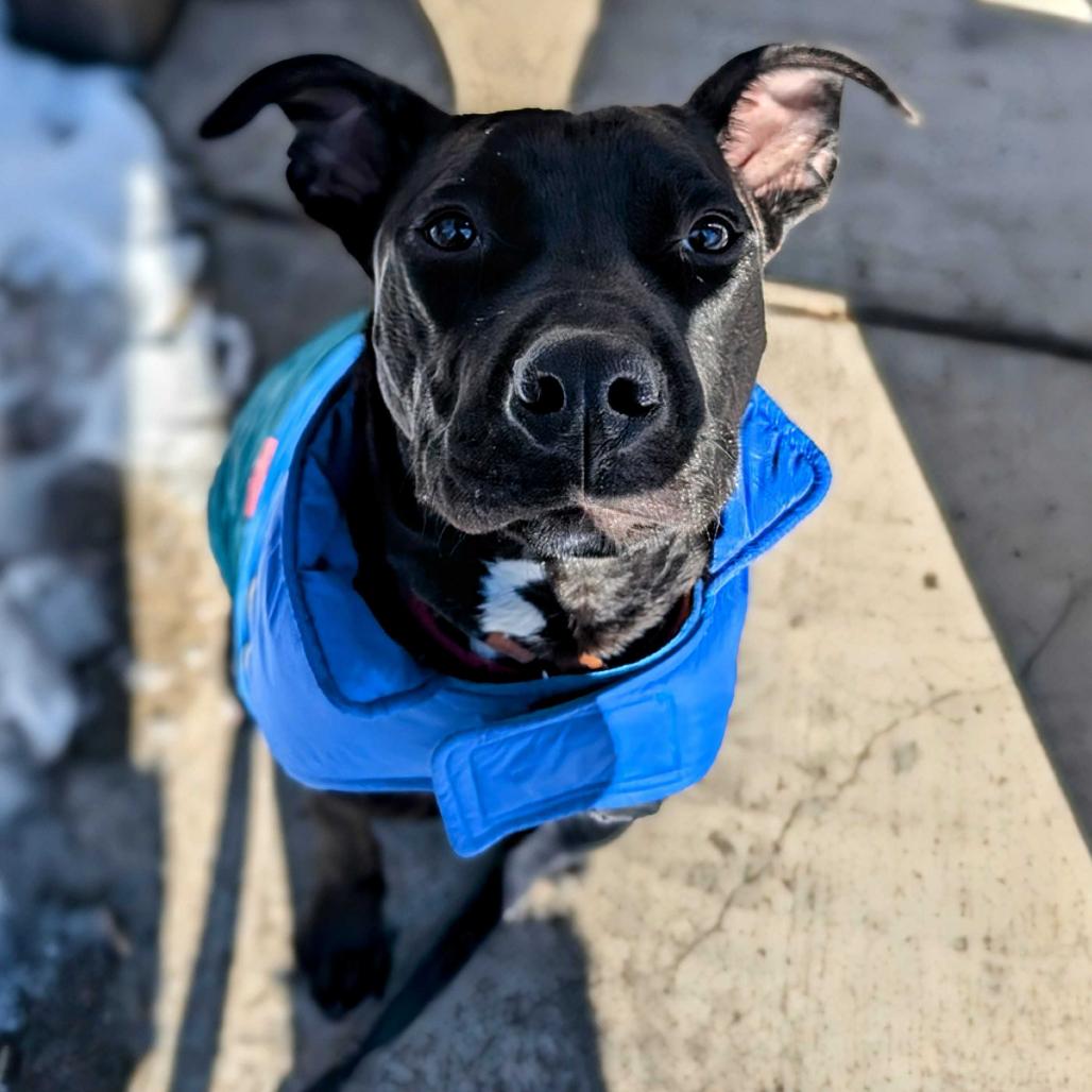 Enlarge Caesar, a Adoptable mixed breed in Fairfax Station, VA image 4/6