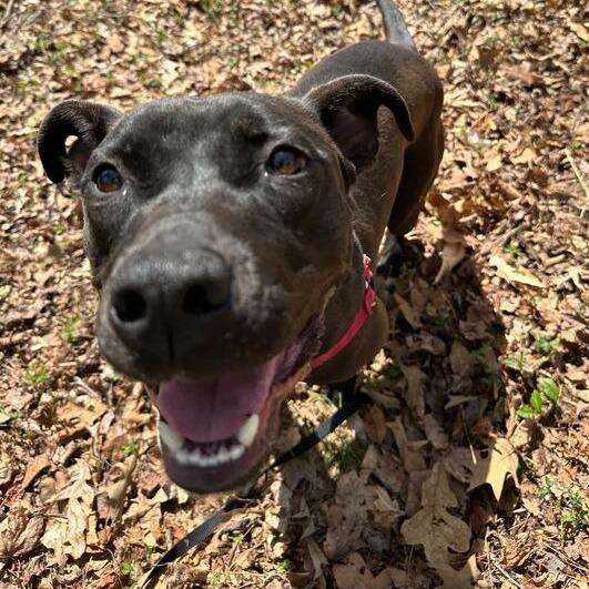 Caesar, Adoptable, Adult Male Black Labrador Retriever.