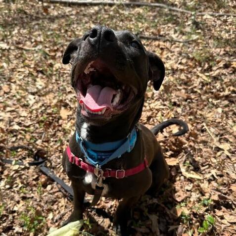 Enlarge Caesar, a Adoptable mixed breed in Fairfax Station, VA image 3/6