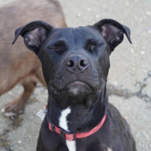 Enlarge Caesar, a Adoptable mixed breed in Fairfax Station, VA image 5/6