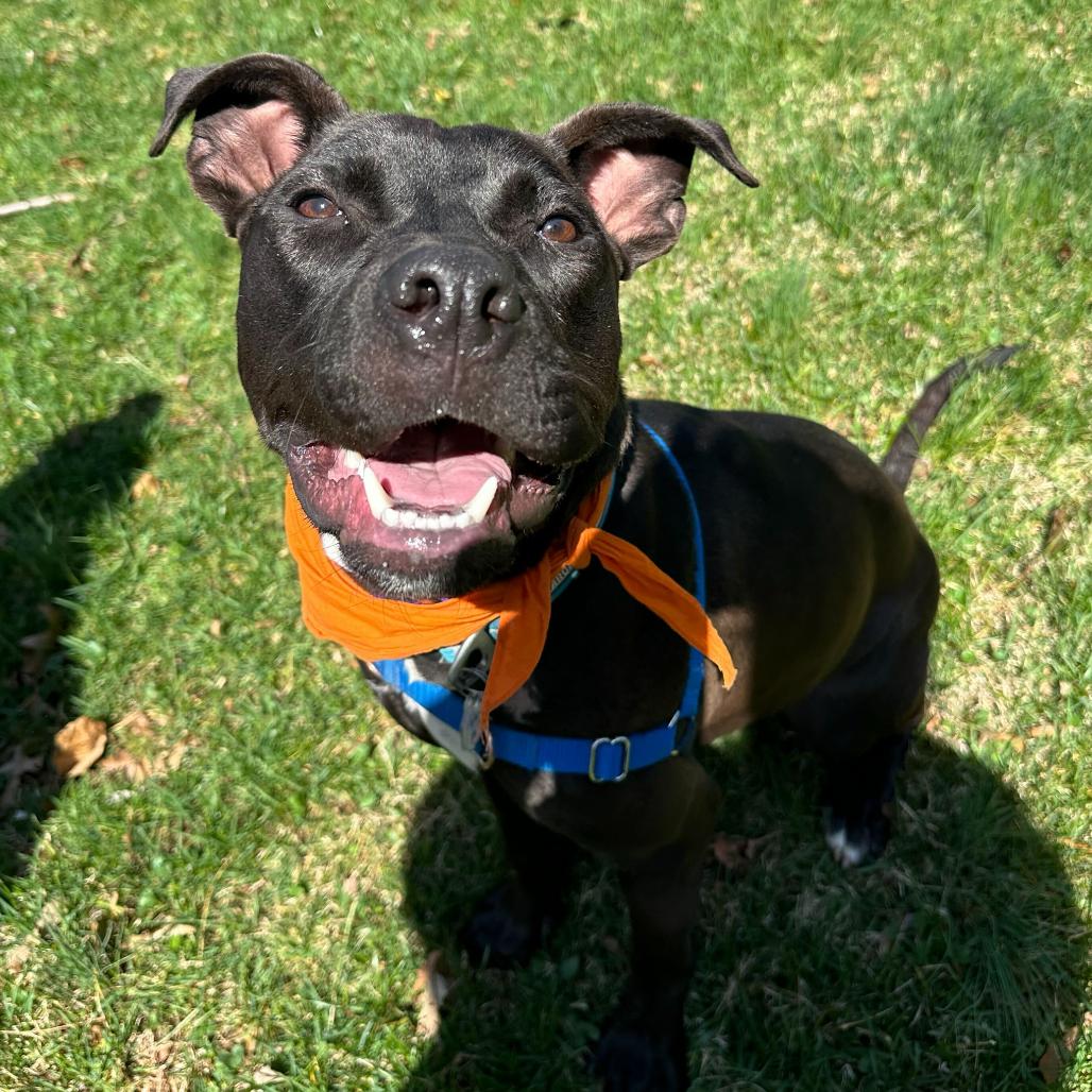 Caesar, a Adoptable mixed breed in Fairfax Station, VA image 5/6