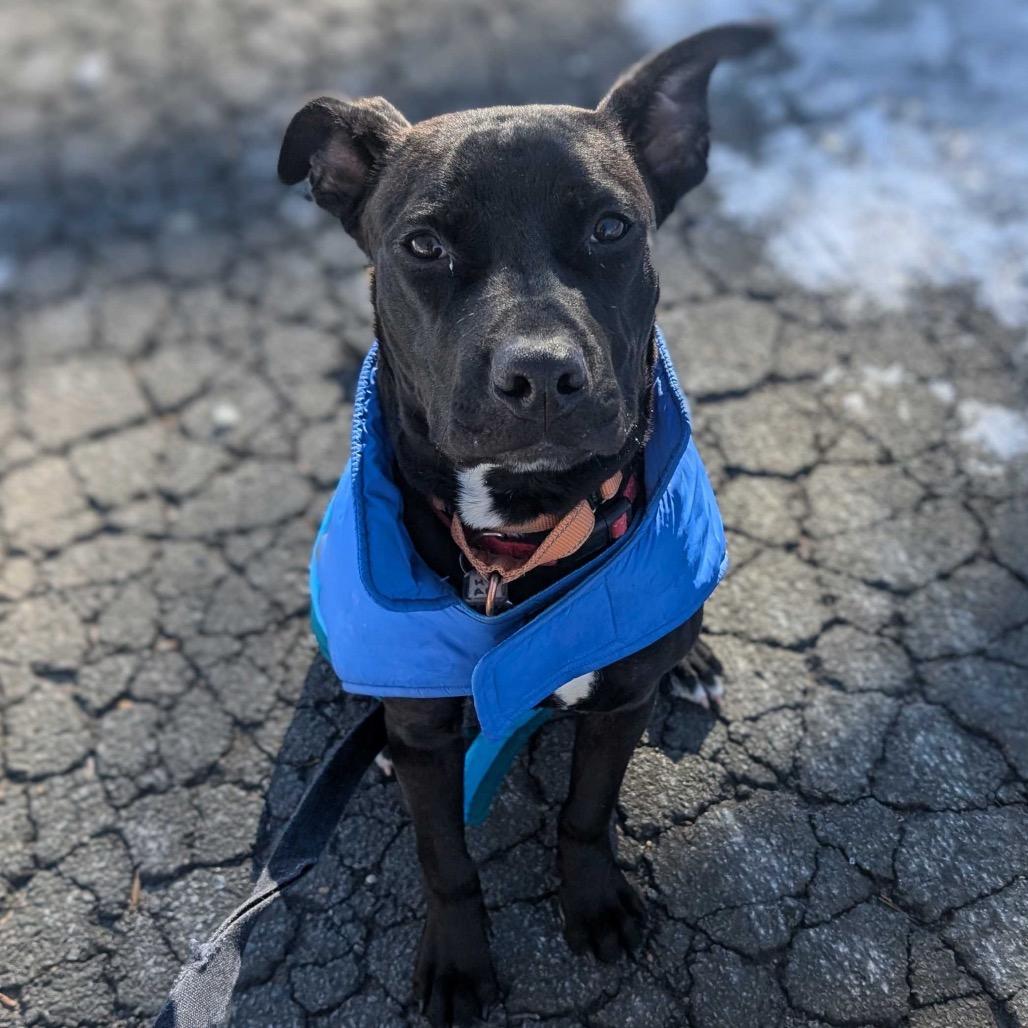 Enlarge Caesar, a Adoptable mixed breed in Fairfax Station, VA image 6/6