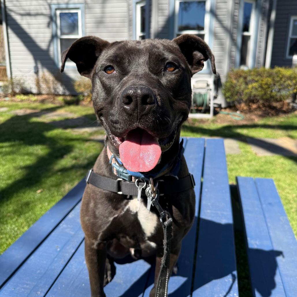 Enlarge Caesar, a Adoptable mixed breed in Fairfax Station, VA image 4/6