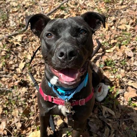 Enlarge Caesar, a Adoptable mixed breed in Fairfax Station, VA image 5/6