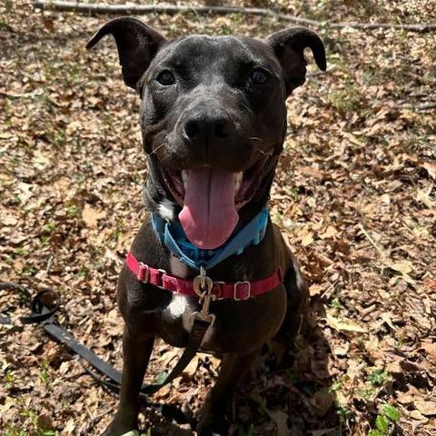 Enlarge Caesar, a Adoptable mixed breed in Fairfax Station, VA image 6/6