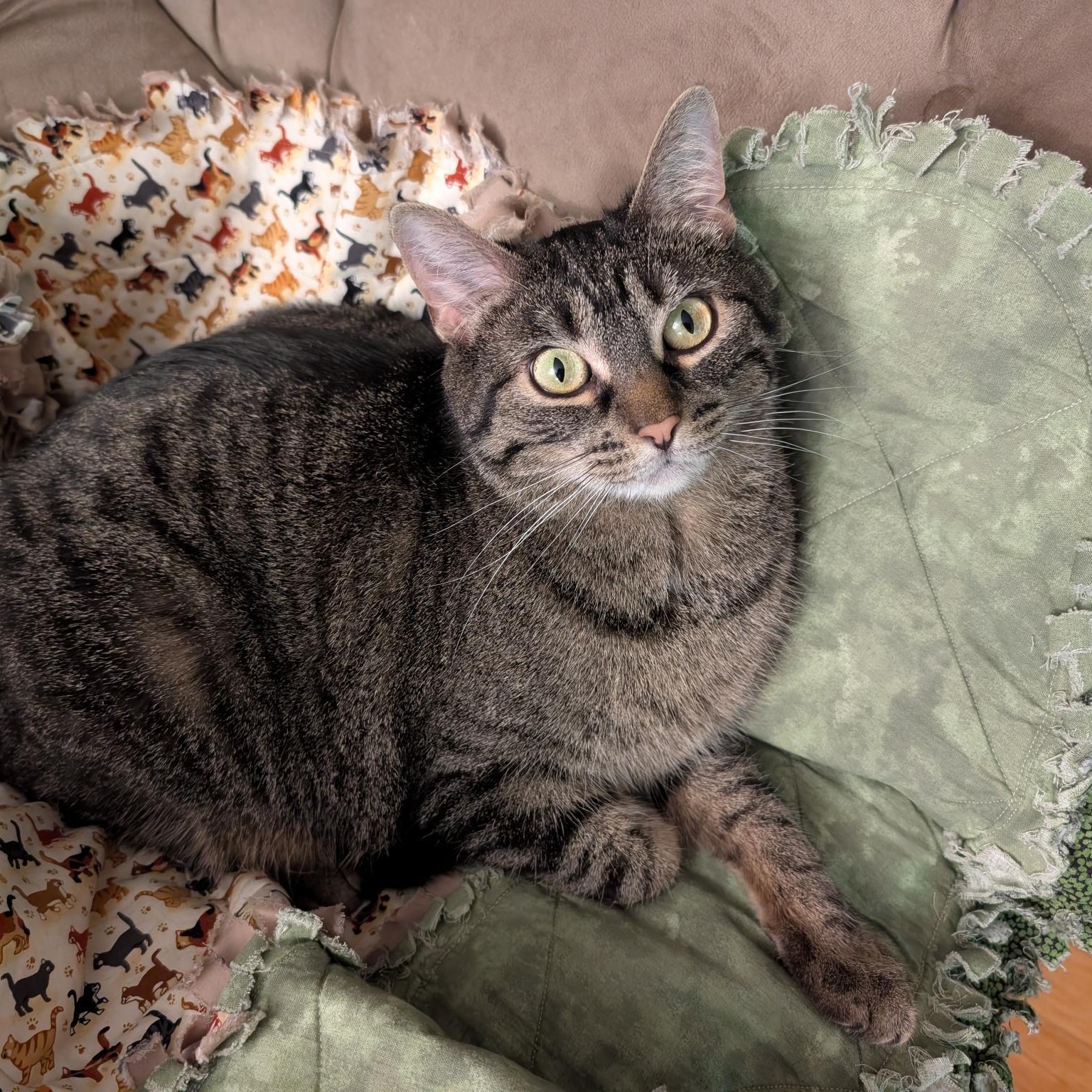 Enlarge Azura, a ADOPTABLE Tabby in Chicago, IL image 6/6