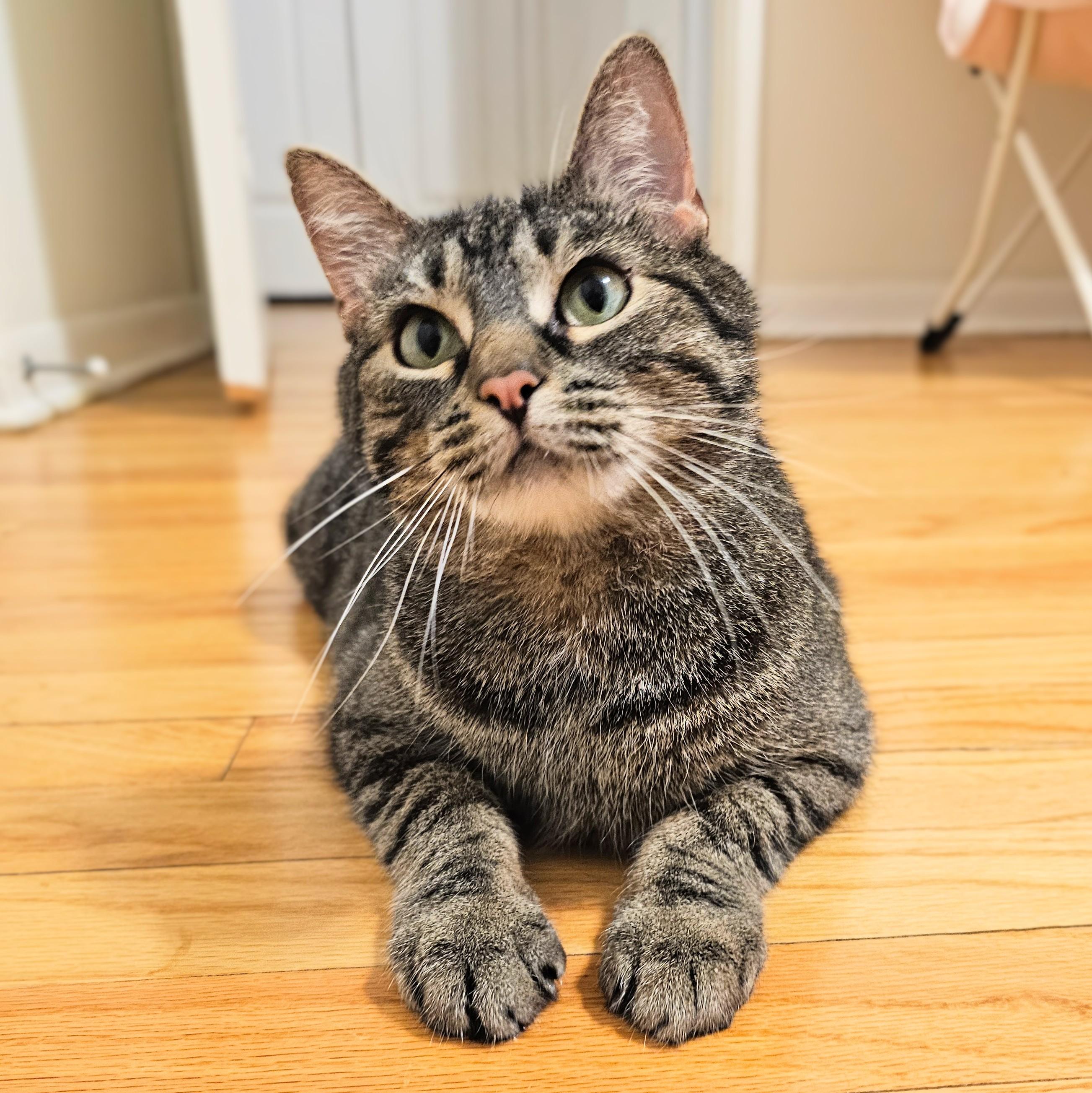 Azura, ADOPTABLE, Adult Female Tabby.