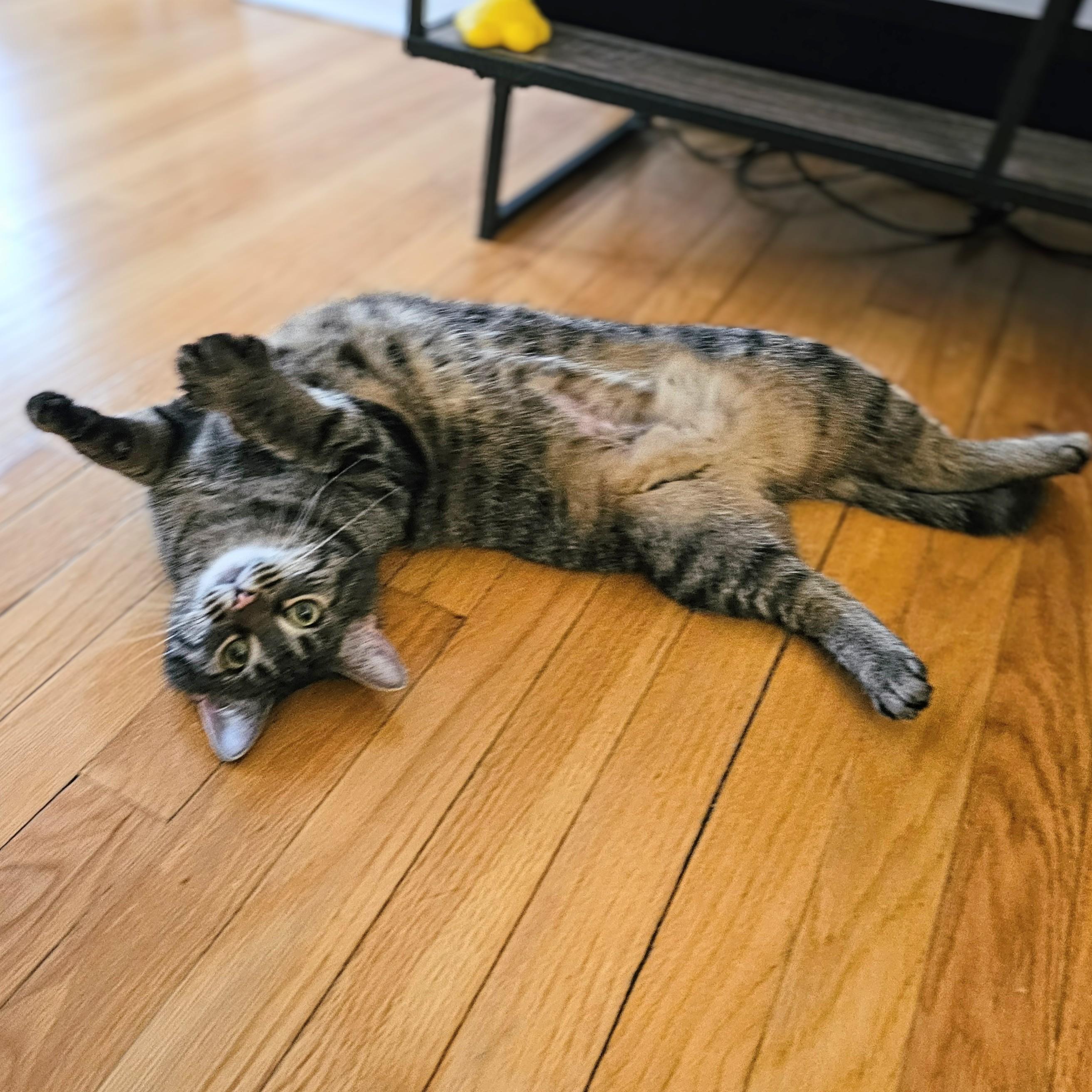 Enlarge Azura, a ADOPTABLE Tabby in Chicago, IL image 2/6