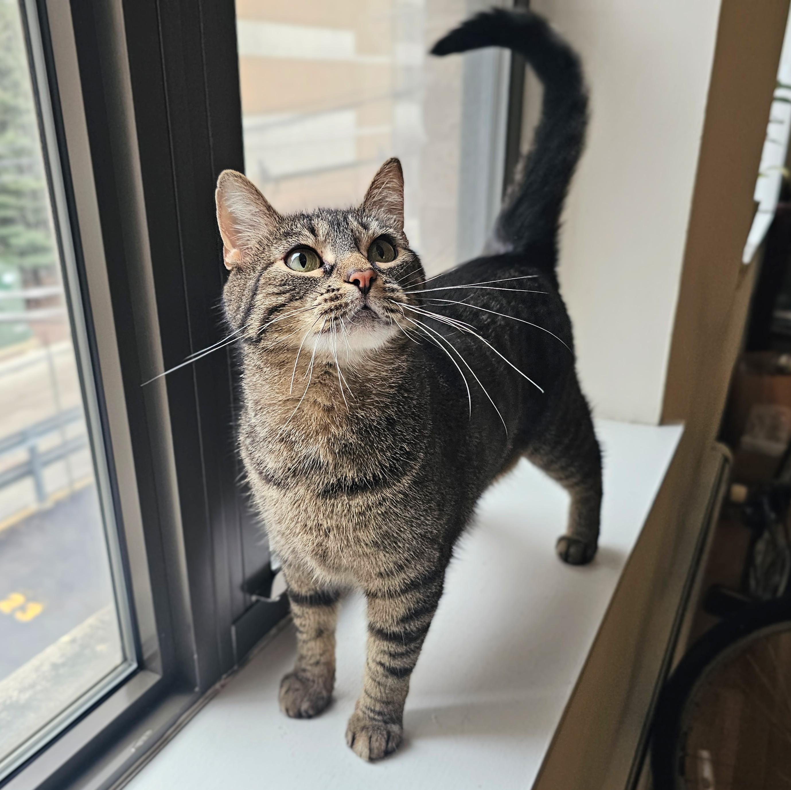 Enlarge Azura, a ADOPTABLE Tabby in Chicago, IL image 3/6
