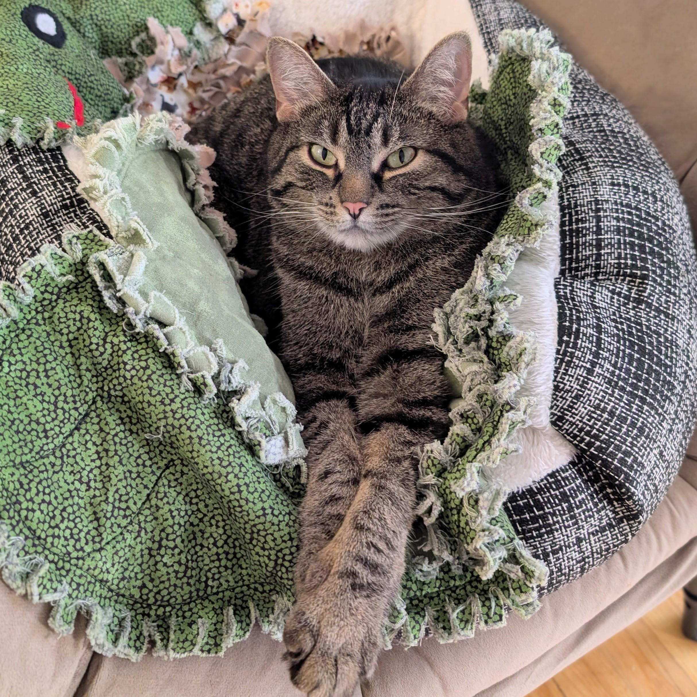 Enlarge Azura, a ADOPTABLE Tabby in Chicago, IL image 5/6