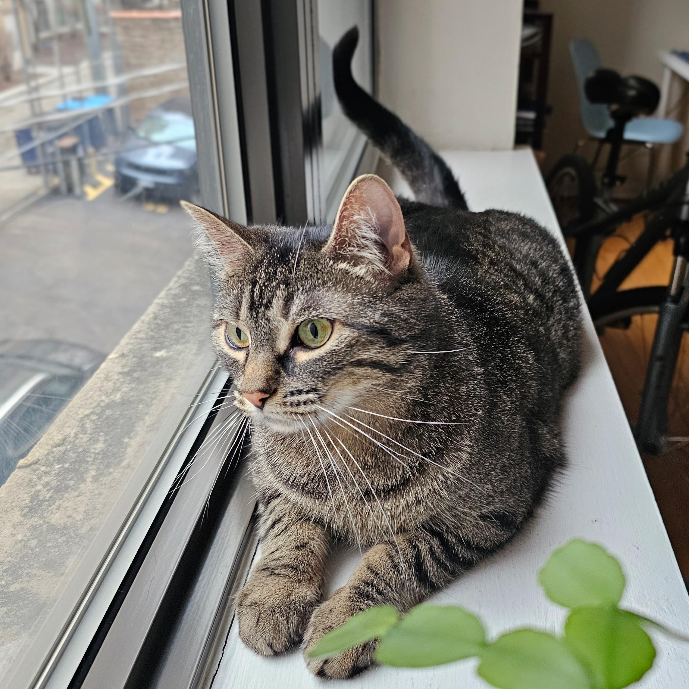 Enlarge Azura, a ADOPTABLE Tabby in Chicago, IL image 4/6