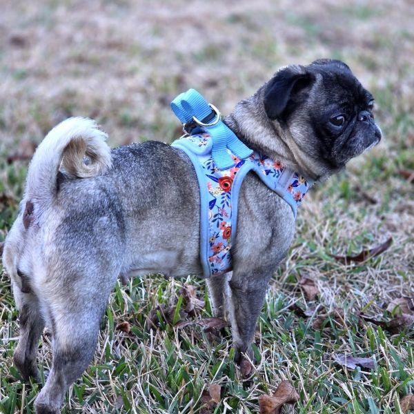 Duchess, adopted, Young Female Pug.