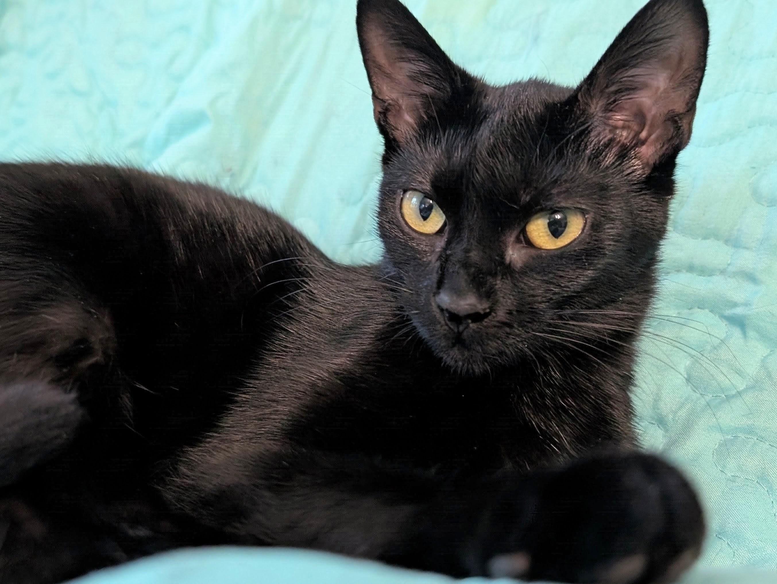 Wren, a Adoptable Domestic Short Hair in Johnsburg, IL image 4/5