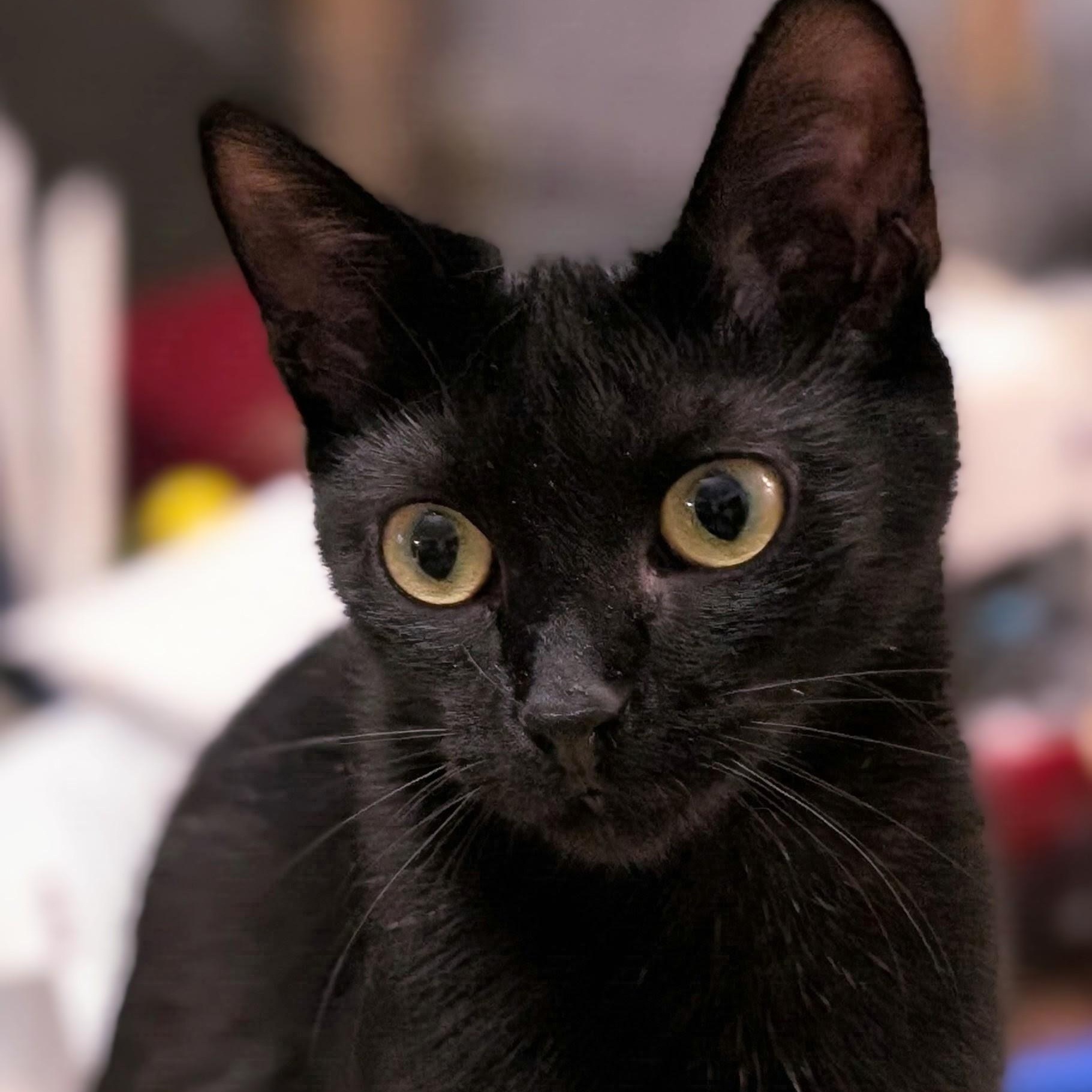 Wren, a Adoptable Domestic Short Hair in Johnsburg, IL image 2/5
