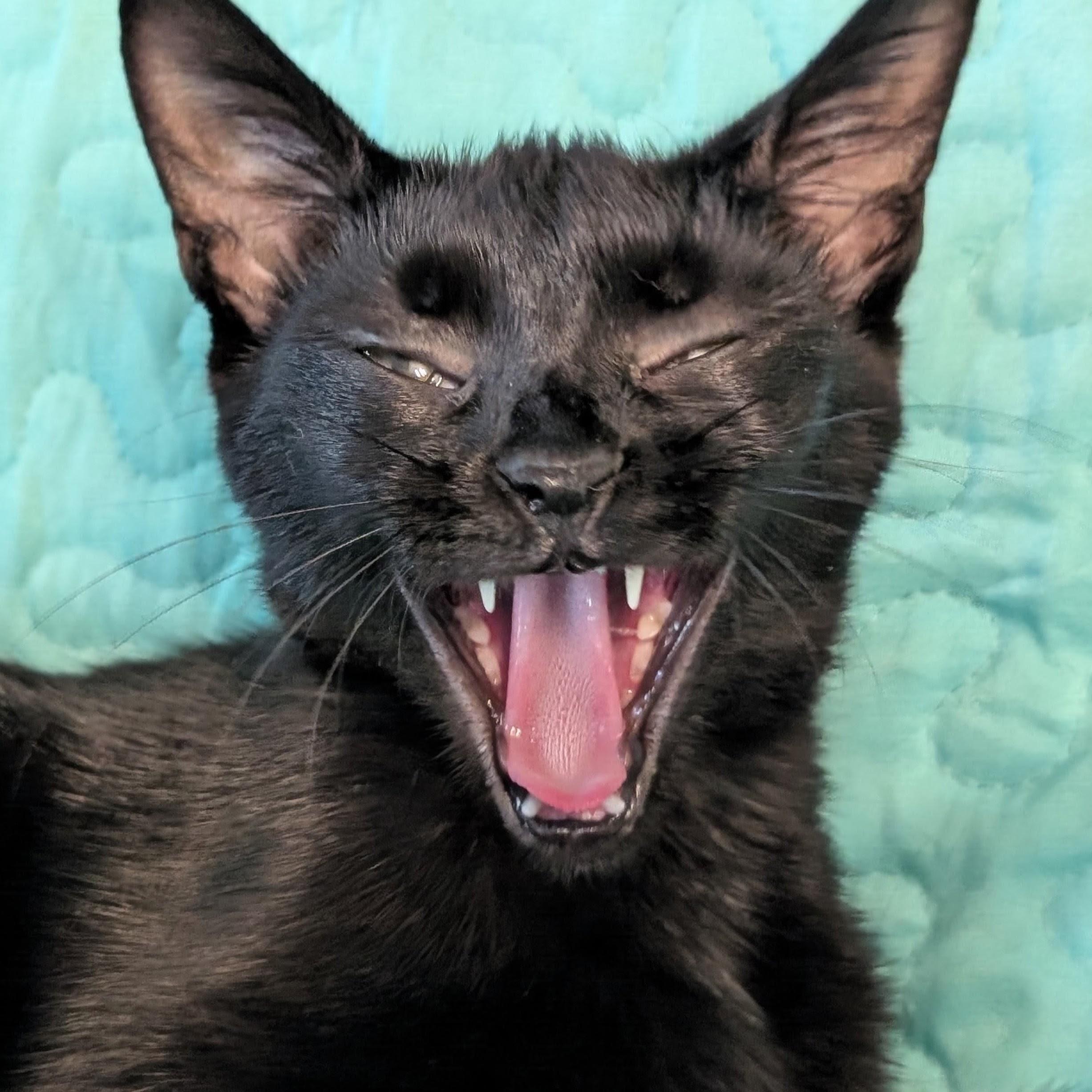 Wren, a Adoptable Domestic Short Hair in Johnsburg, IL image 5/5