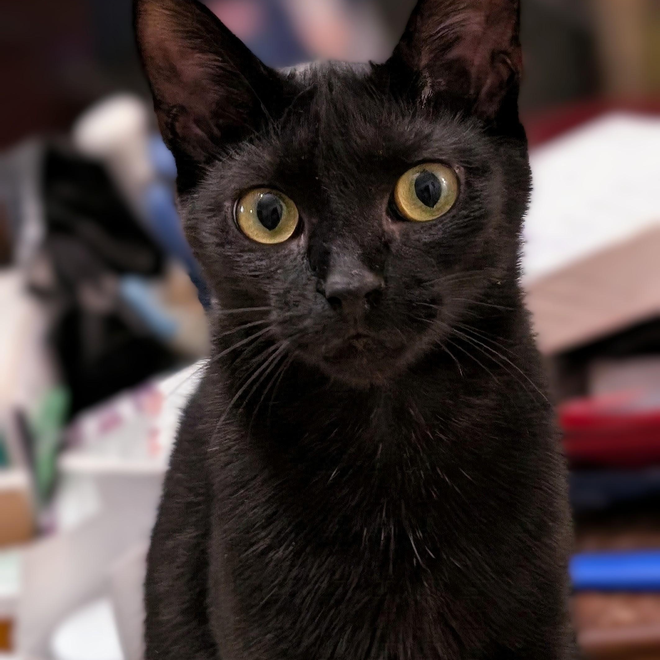 Wren, a Adoptable Domestic Short Hair in Johnsburg, IL image 1/5
