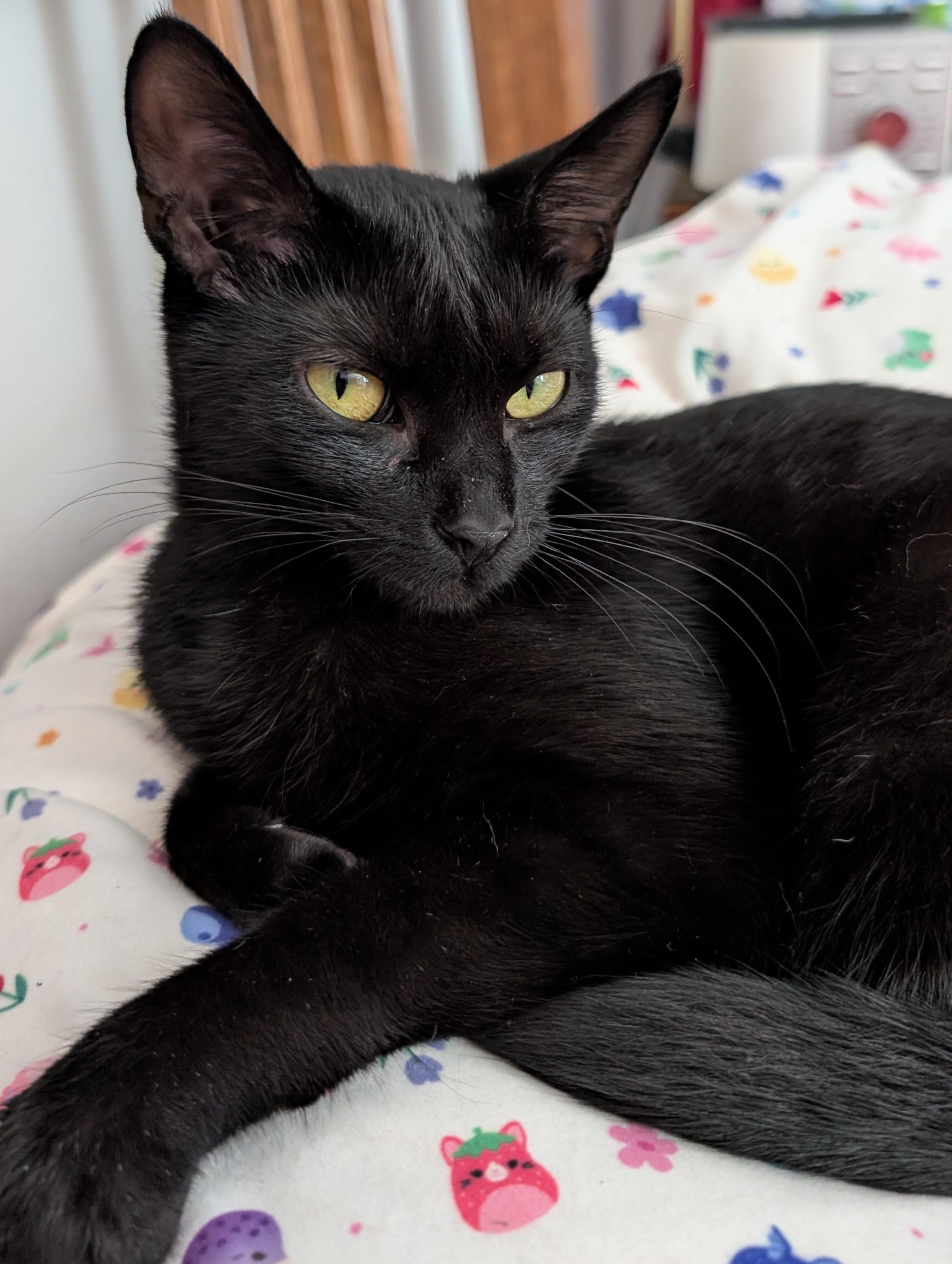 Wren, a Adoptable Domestic Short Hair in Johnsburg, IL image 3/5