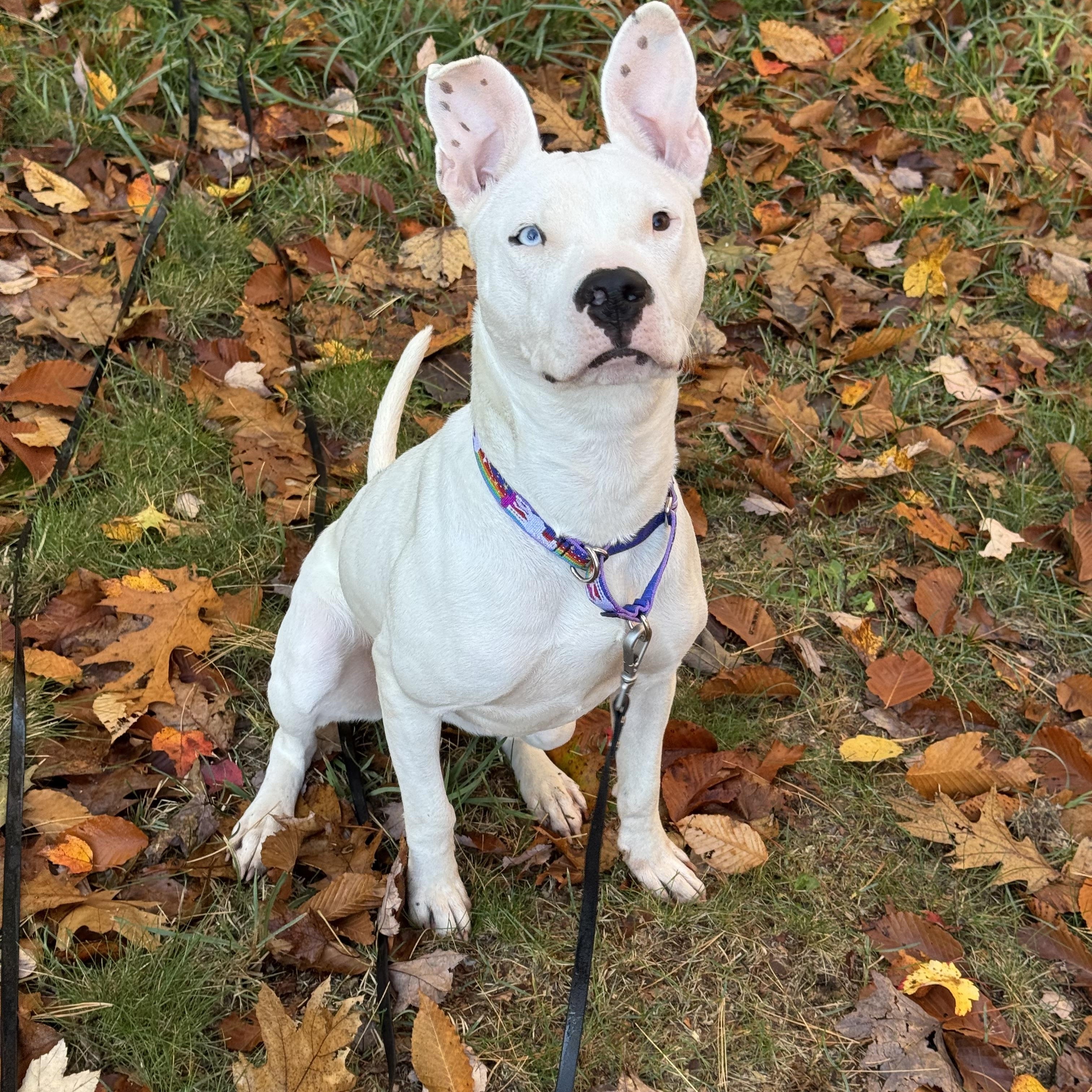 TIFF (watch the reel!), Adoptable, Young Female American Staffordshire Terrier & Dogo Argentino.