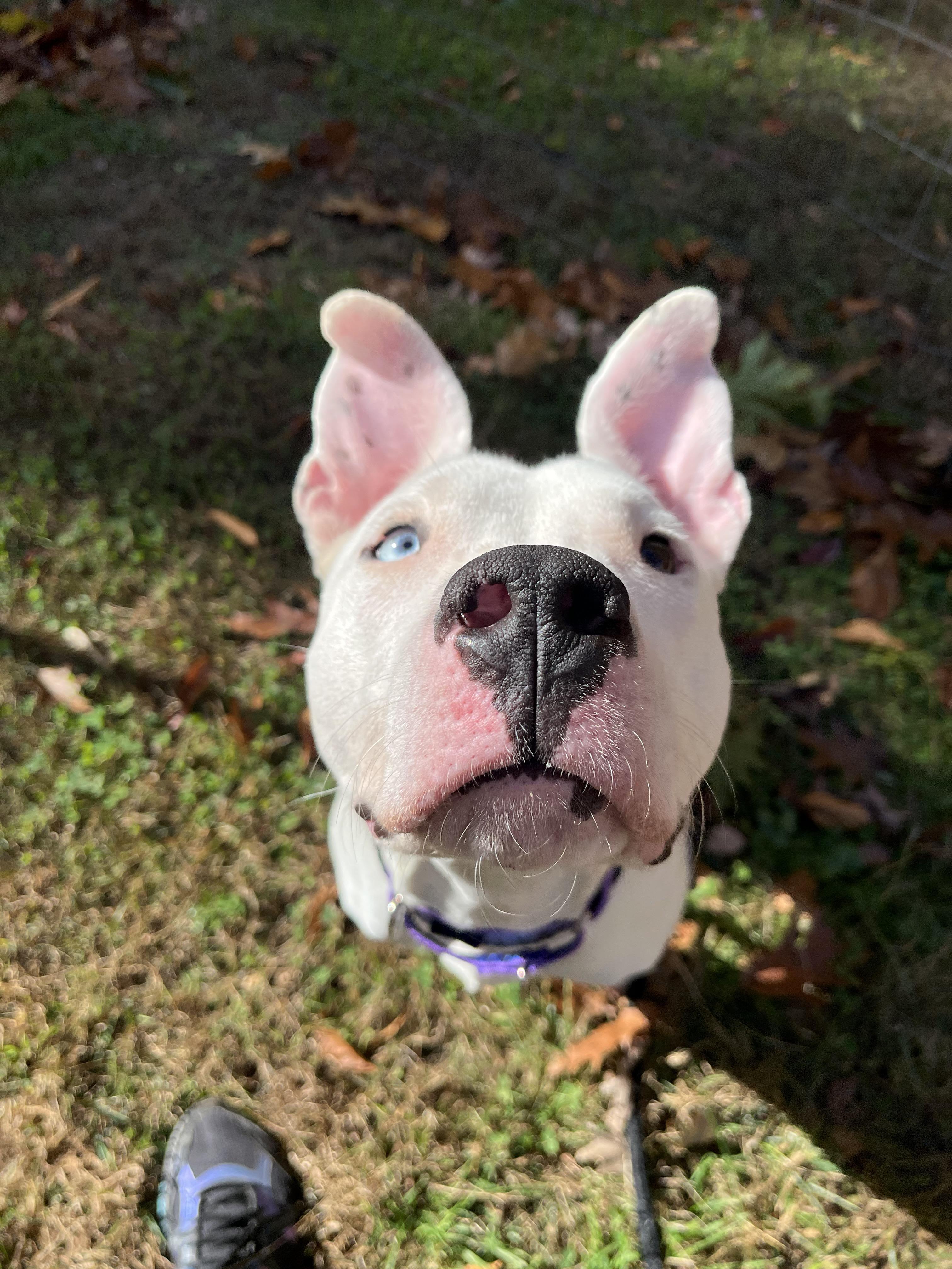 TIFF (watch the reel!), a Adoptable mixed breed in Kennebunk , ME image 2/5