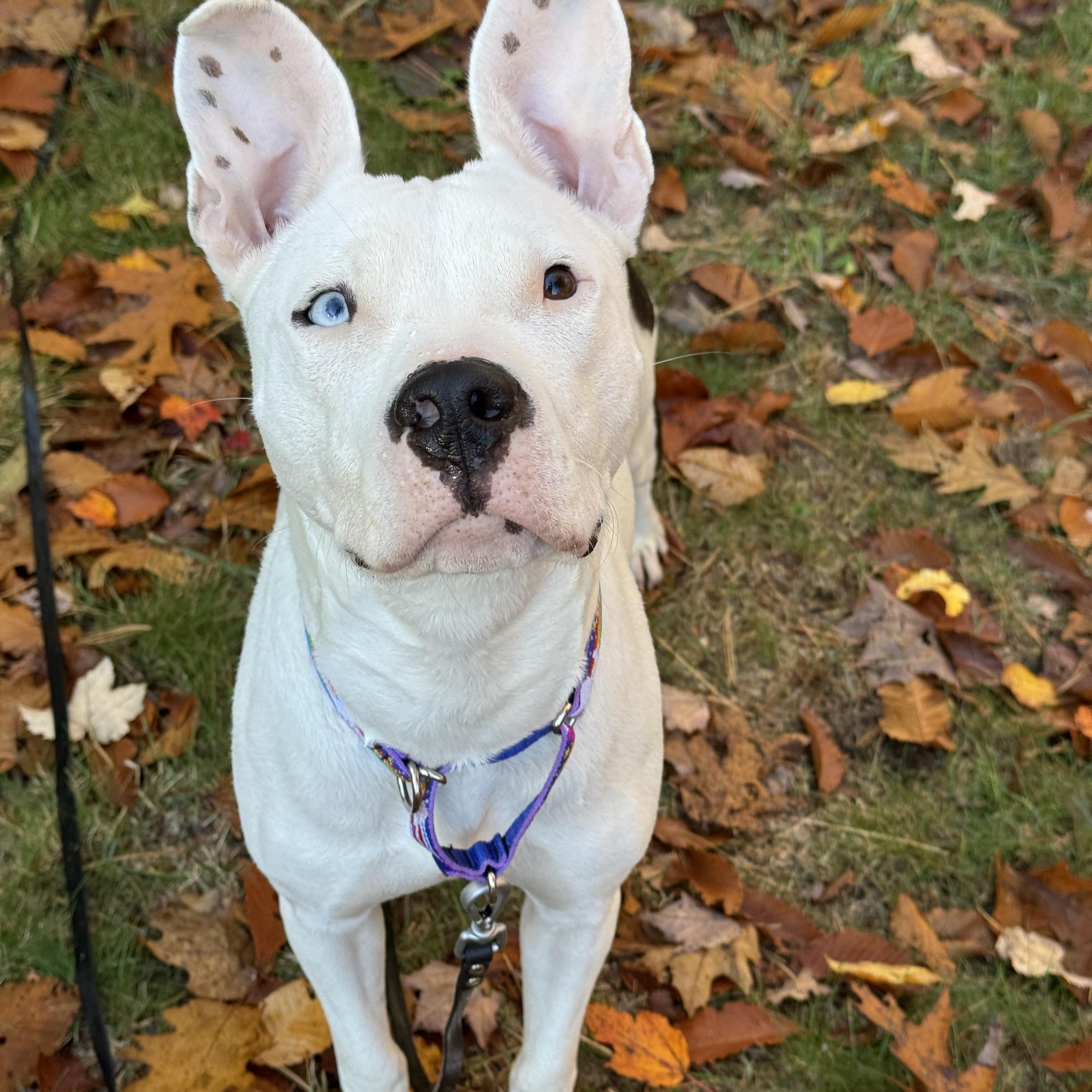 TIFF (watch the reel!), a Adoptable mixed breed in Kennebunk , ME image 3/5
