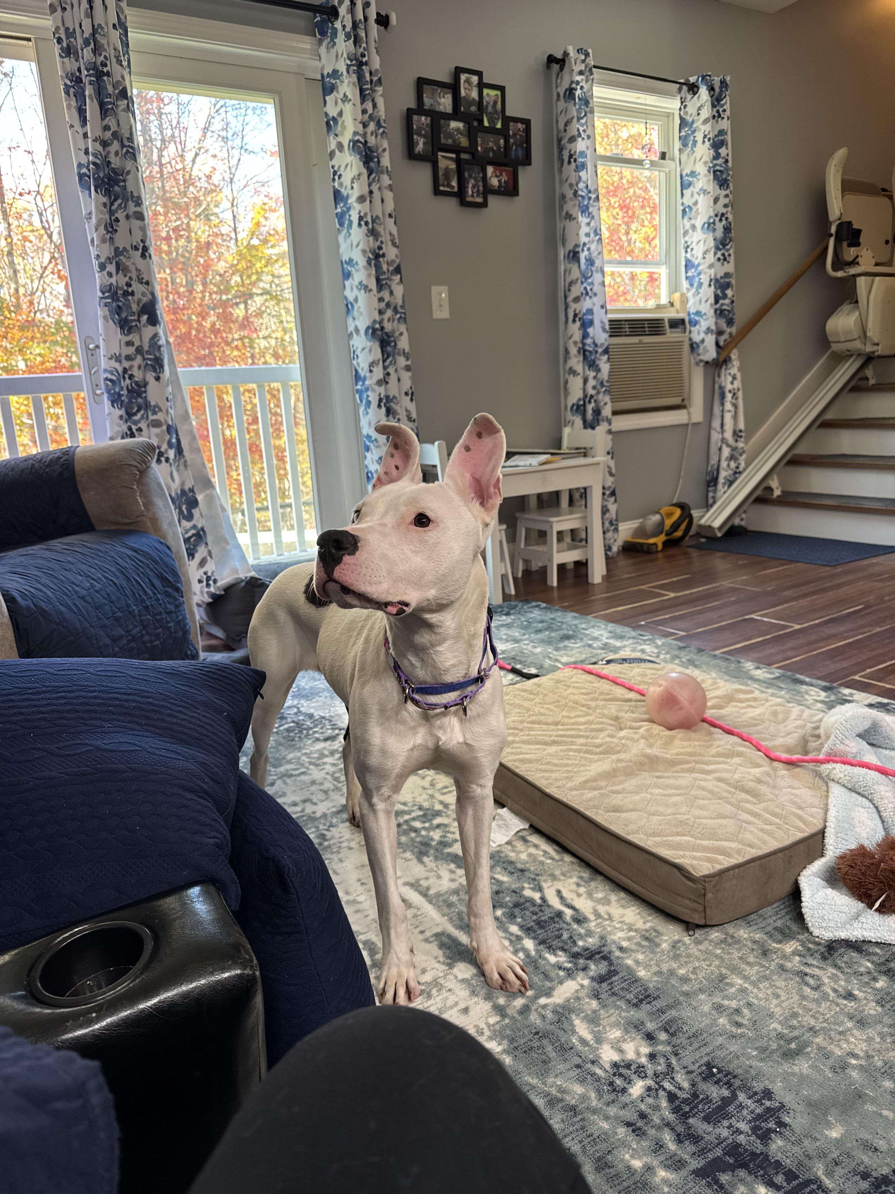 TIFF (watch the reel!), a Adoptable mixed breed in Kennebunk , ME image 5/5