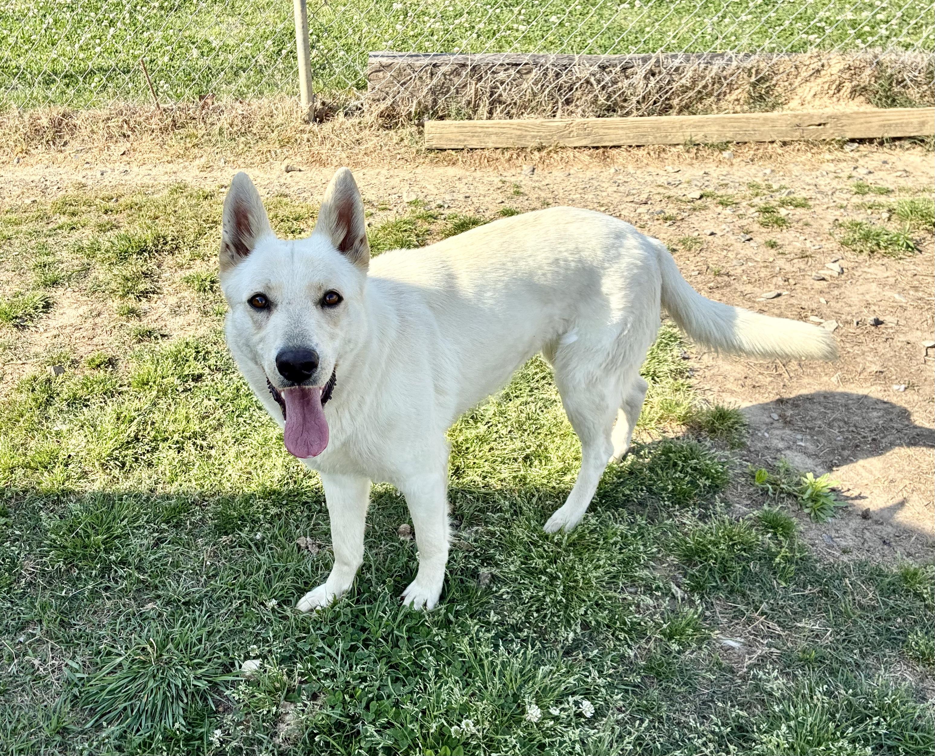 Enlarge Jill, an adopted Shepherd in Senatobia, MS image 1/3
