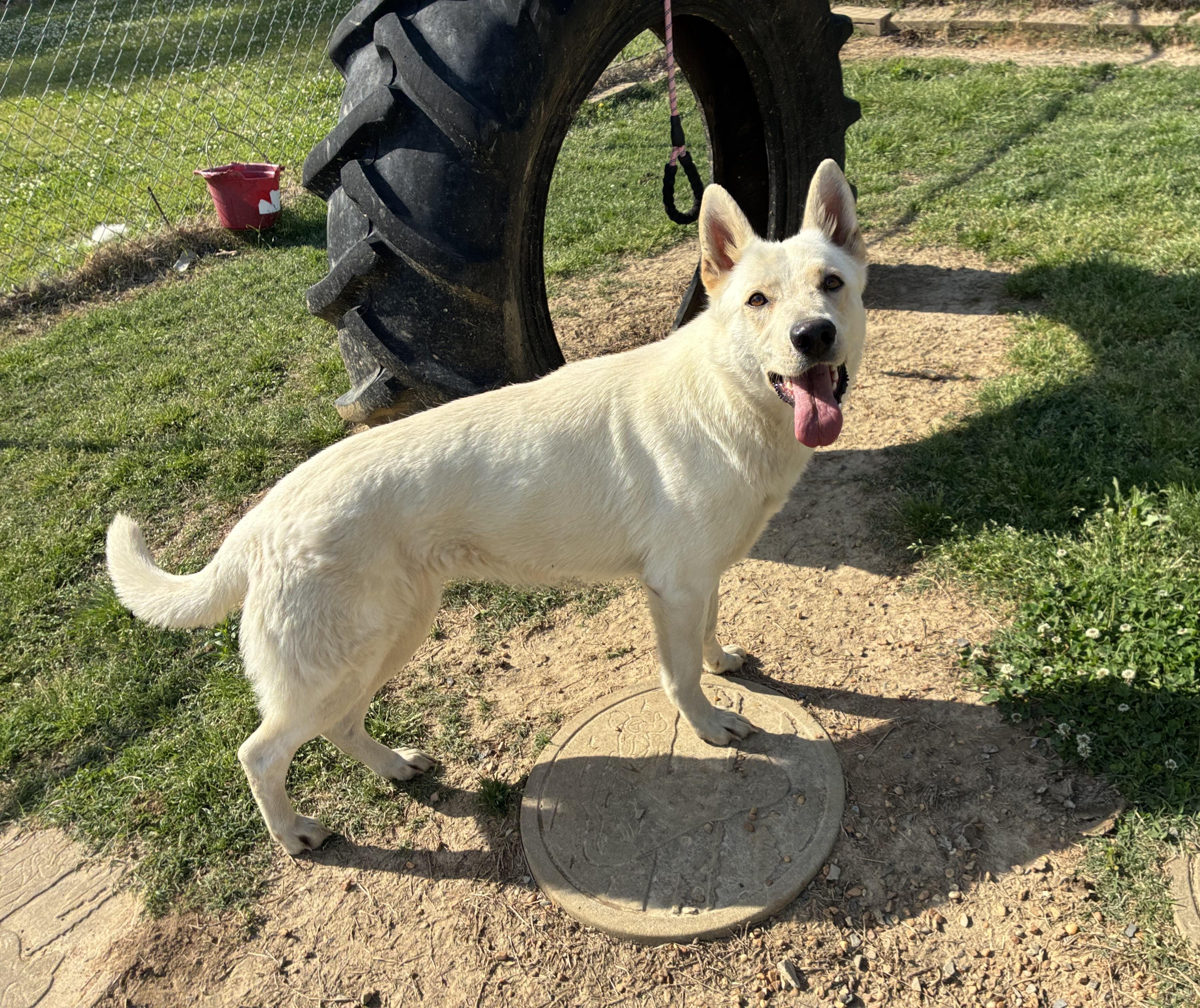 Enlarge Jill, an adopted Shepherd in Senatobia, MS image 3/3