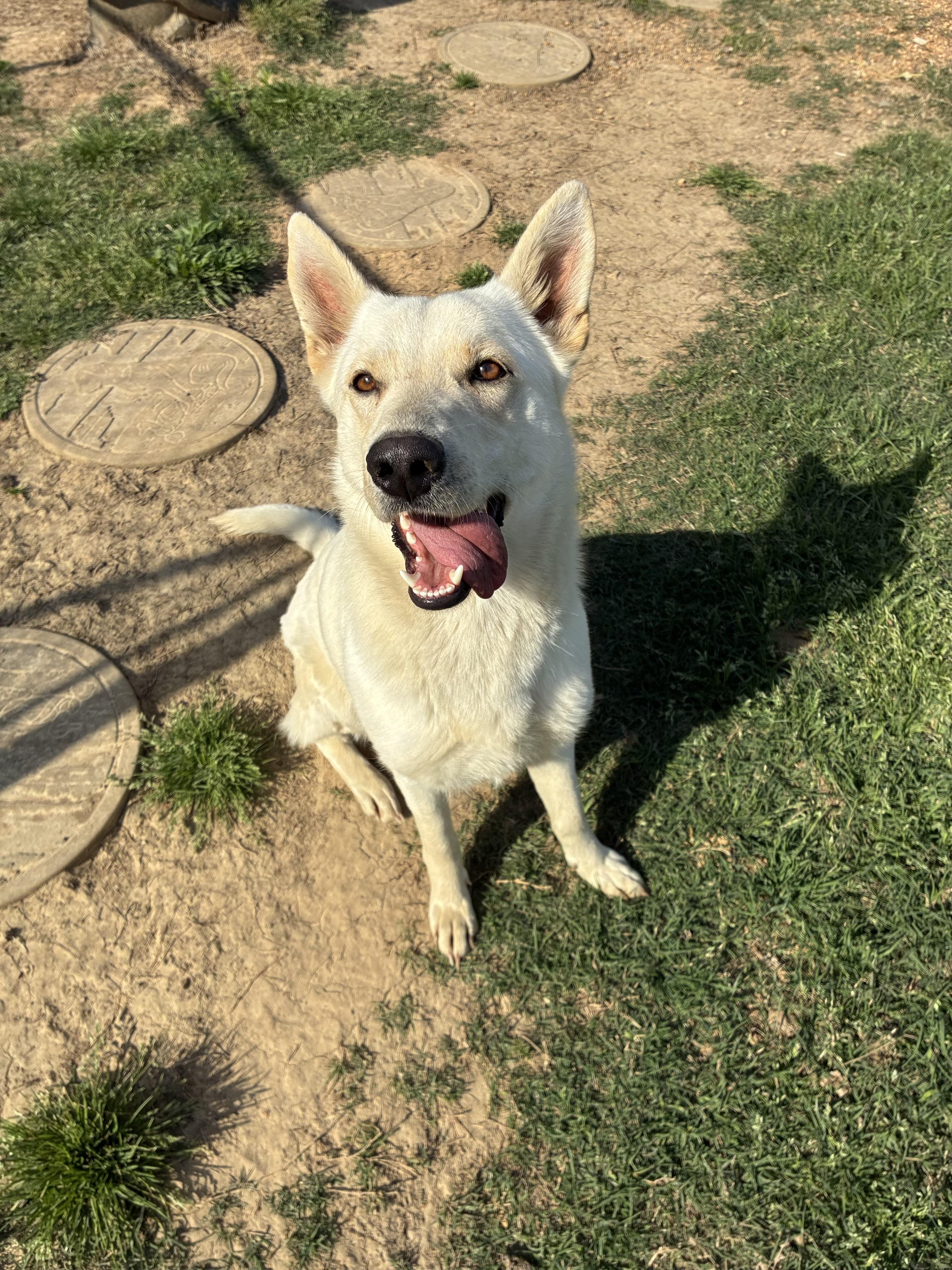 Enlarge Jill, an adopted Shepherd in Senatobia, MS image 2/3